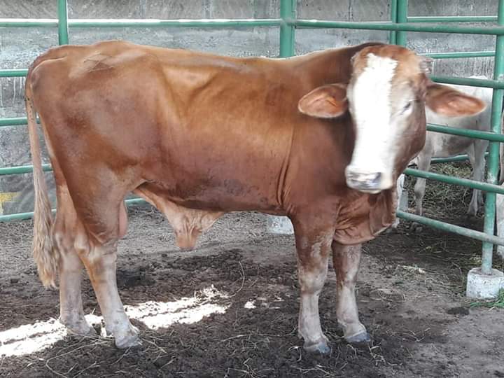 JUIGALPA1